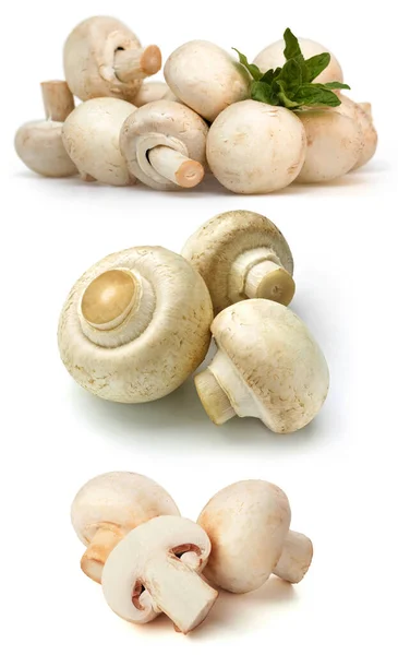 Mantar, ayrı ayrı, beyaz, taze, sebze, sağlıklı ve mantar. Pilze, Lebensmittel einzeln, wei, frisch, Gemse, gesund Pilz auf weiem Hintergrund
