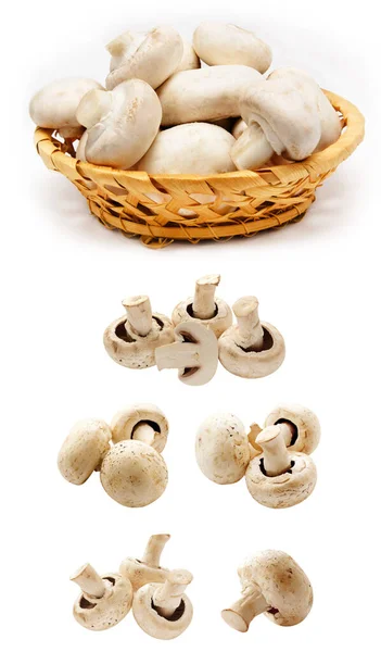 Mantar, ayrı ayrı, beyaz, taze, sebze, sağlıklı ve mantar. Pilze, Lebensmittel einzeln, wei, frisch, Gemse, gesund Pilz auf weiem Hintergrund