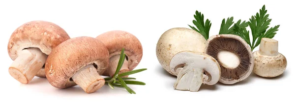 Mantar, ayrı ayrı, beyaz, taze, sebze, sağlıklı ve mantar. Pilze, Lebensmittel einzeln, wei, frisch, Gemse, gesund Pilz auf weiem Hintergrund