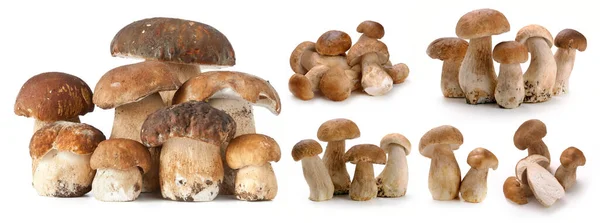 Mantar, ayrı ayrı, beyaz, taze, sebze, sağlıklı ve mantar. Pilze, Lebensmittel einzeln, wei, frisch, Gemse, gesund Pilz auf weiem Hintergrund