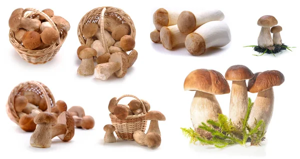 Mushrooms Food Individually White Fresh Vegetables Healthy Mushroom White Background — Stock Photo, Image