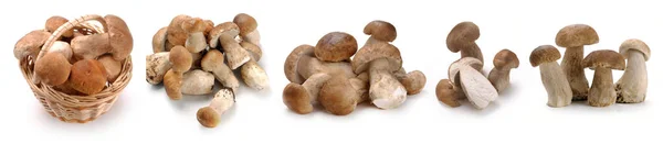 Mantar, ayrı ayrı, beyaz, taze, sebze, sağlıklı ve mantar. Pilze, Lebensmittel einzeln, wei, frisch, Gemse, gesund Pilz auf weiem Hintergrund