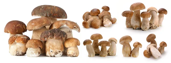 Cogumelos Alimentos Individualmente Branco Fresco Legumes Saudável Cogumelo Fundo Branco Imagem De Stock