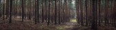 Картина, постер, плакат, фотообои "лесной пейзаж, сосновый лес и мох. большая панорама леса
.", артикул 202918212