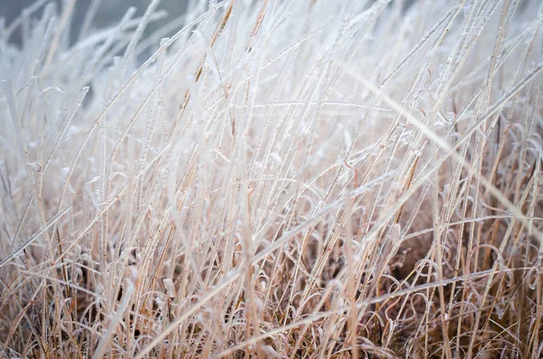 Ijzige Bruin Gras Voor Patroon Achtergrond — Stockfoto