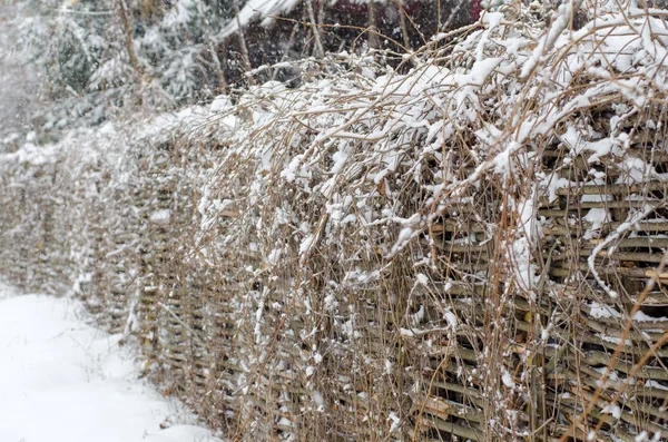 White Snow Thin Brown Branches Fence — Stock Photo, Image