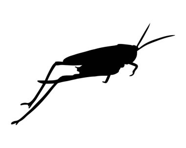 Çekirge siluetinin izole edilmiş yansıması