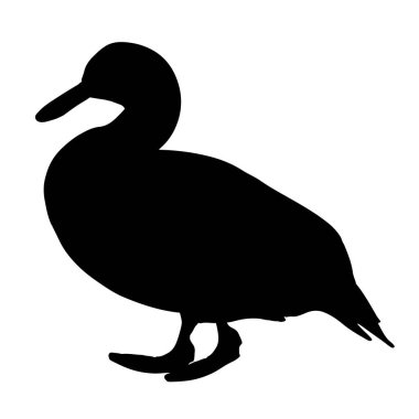 Dişi vahşi ördeğin izole edilmiş görüntüsü..