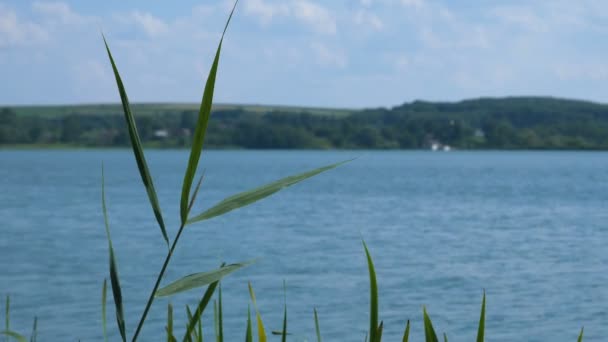 Blick durch das Schilf auf einen großen See, über dem der blaue Himmel liegt. Naturlandschaft. — Stockvideo