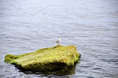 Stevns Klint ve eski Hjerup Kilisesi, Danimarka