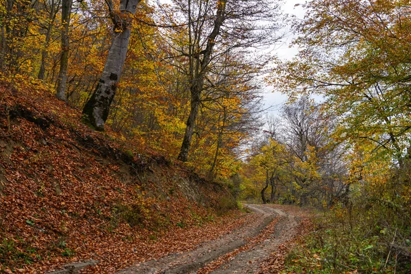 Kolorowy Oszałamiająca Jesień Las Krajobraz Październiku — Zdjęcie stockowe