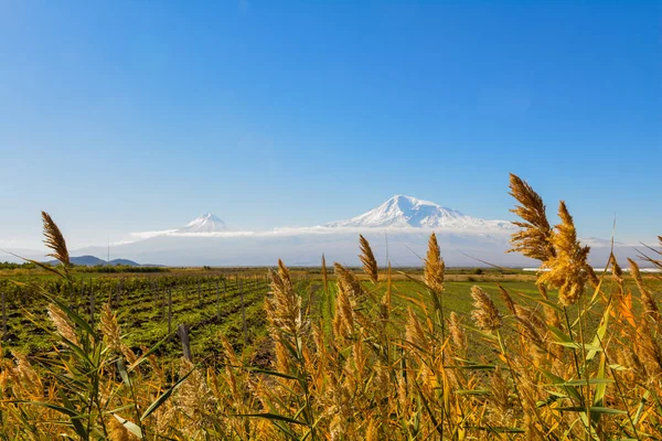 Ein Malerischer Blick Auf Mout Ararat Aus Armenien — Stockfoto