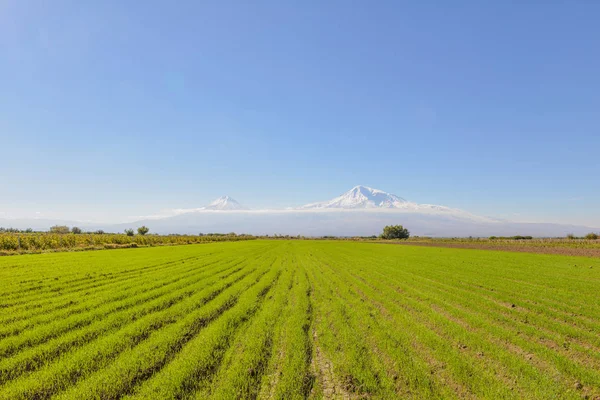 Pohled Mout Ararat Arménie — Stock fotografie