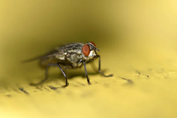 Makrofliege Vor Gelbem Hintergrund — Stockfoto