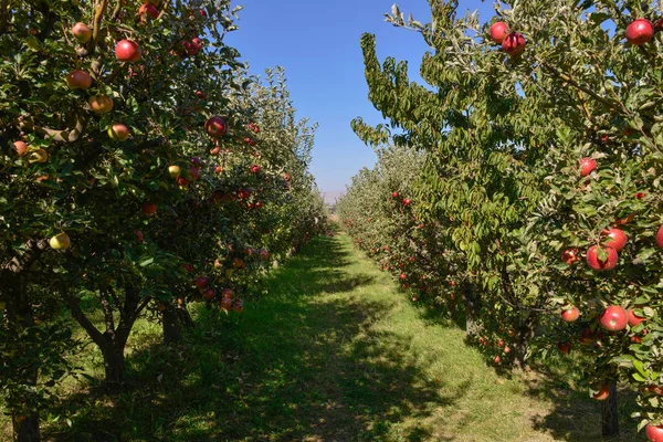 Groen Rood Appels Dozen Manden — Stockfoto