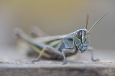 Kahverengi ağaçta bir çekirge