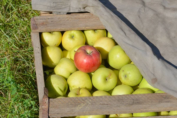 Groen Rood Appels Dozen Manden — Stockfoto
