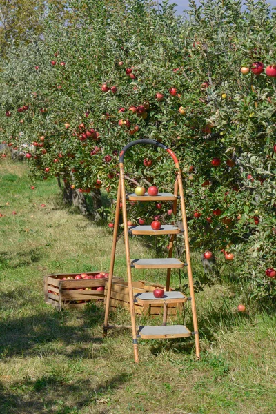 Groen Rood Appels Dozen Manden — Stockfoto