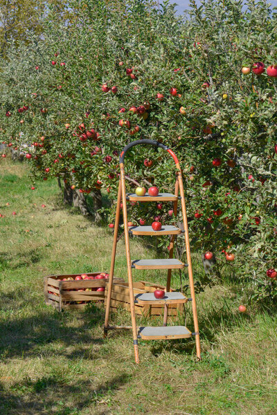 Green-red apples in boxes and baskets.