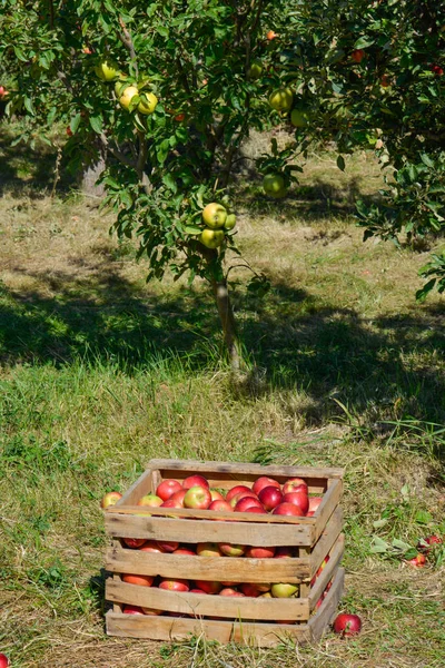 Pommes Vertes Rouges Boîtes Paniers — Photo