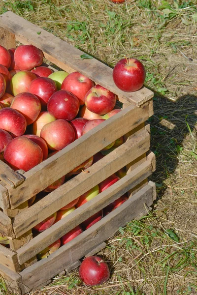 Groen Rood Appels Dozen Manden — Stockfoto