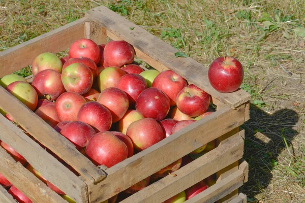 Groen Rood Appels Dozen Manden — Stockfoto