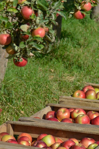 Groen Rood Appels Dozen Manden — Stockfoto