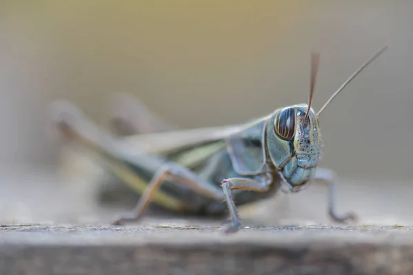 Eine Heuschrecke Auf Braunem Holz — Stockfoto