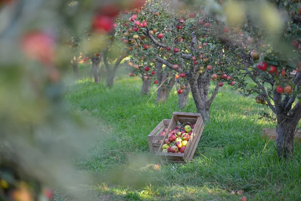 Groen Rood Appels Dozen Manden — Stockfoto