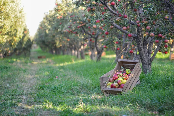 Groen Rood Appels Dozen Manden — Stockfoto