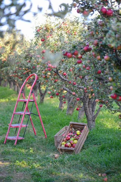 Groen Rood Appels Dozen Manden — Stockfoto