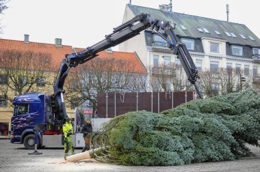 Vinç kaldırıyor ve şehir meydanında bir Noel ağacı yükler