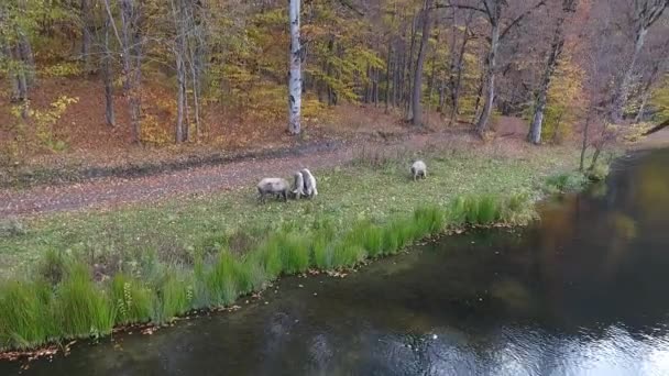 Drone Uçuş Ermeni Sonbahar Ormanlarda Gizli Bir Tanrım Göl Üzerinde — Stok video