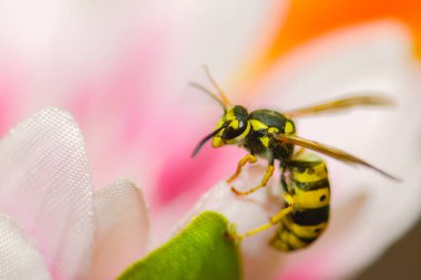 Pembe çiçek makro arıya