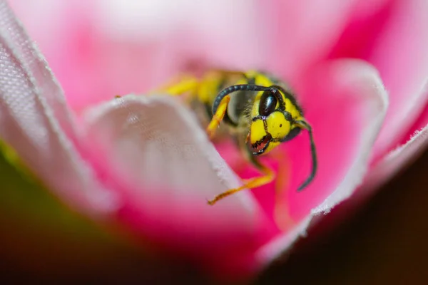 蜜蜂在粉红色的花宏 — 图库照片