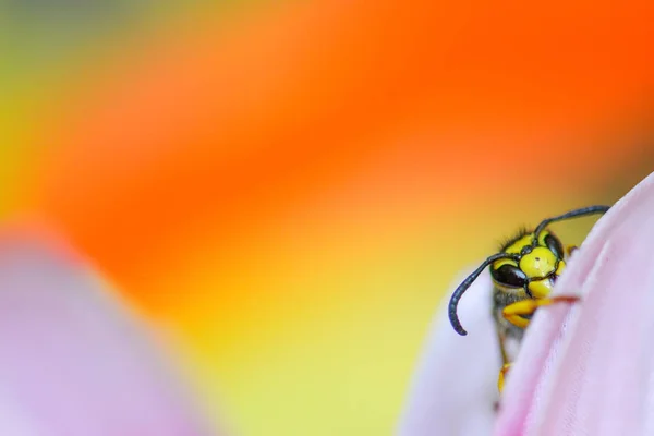 蜜蜂在粉红色的花宏 — 图库照片