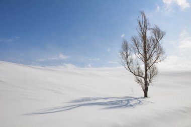 Ağaçlı kış manzarası