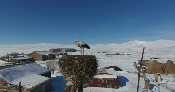 冬天的白鹤 — 图库视频影像
