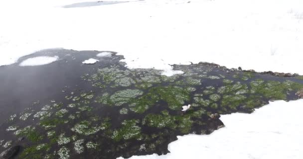 Cegonha Branca Inverno — Vídeo de Stock