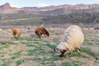 Yaz aylarında çayırda koyun otlatmak