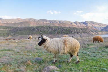 Yaz aylarında çayırda koyun otlatmak