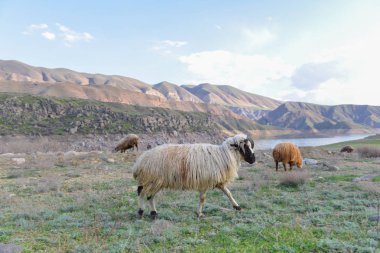 Yaz aylarında çayırda koyun otlatmak