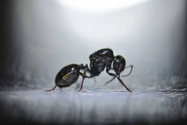 Schwarze Ameisen Auf Dem Boden — Stockfoto