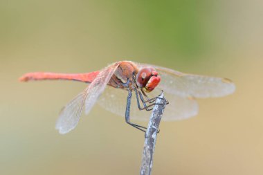 Yusufçuk bir çubukta oturuyor.