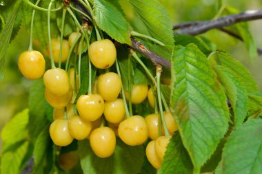 Sarı kiraz dal meyveler