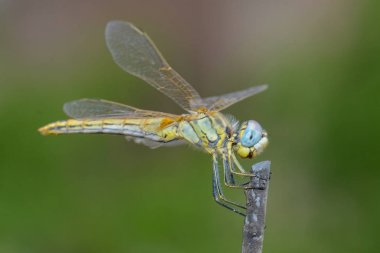 Yusufçuk bir çubukta oturuyor.