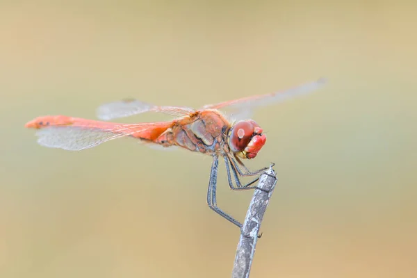 Dragonfly Сидить Паличці — стокове фото