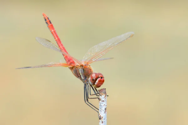 Dragonfly Сидить Паличці — стокове фото