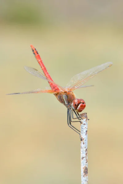 Dragonfly Sitting Stick — Stock Photo, Image