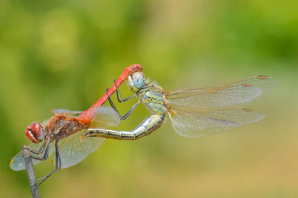 Dragonfly Sitter Pinne — Stockfoto